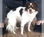 Small #1 Colonial Cocker Spaniel Mix