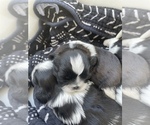 Small Photo #2 Shih Tzu Puppy For Sale in PFLUGERVILLE, TX, USA