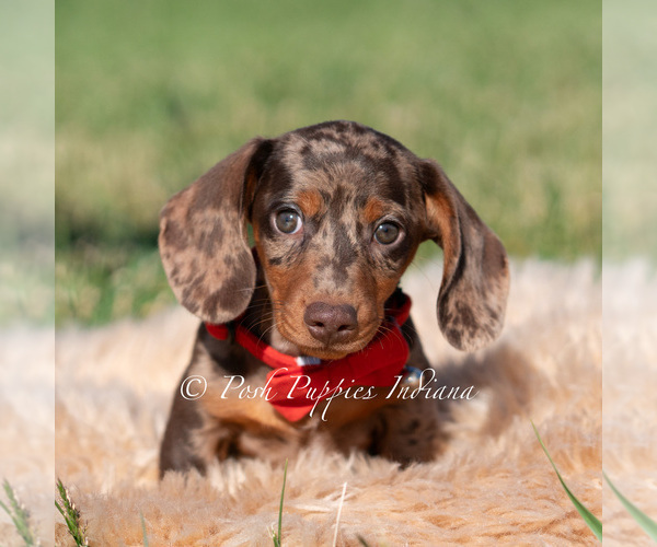 Medium Photo #2 Dachshund Puppy For Sale in WARSAW, IN, USA