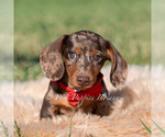Small #1 Dachshund