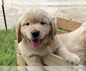 Golden Retriever Puppy for sale in MCKINNEY, TX, USA