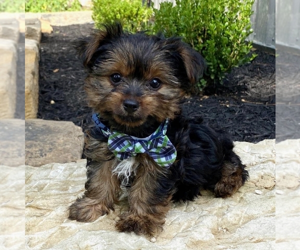 Medium Photo #1 Yorkshire Terrier Puppy For Sale in COSHOCTON, OH, USA