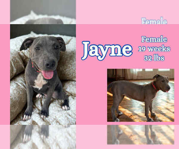 Medium Photo #3 American Pit Bull Terrier Puppy For Sale in FRAMINGHAM, MA, USA