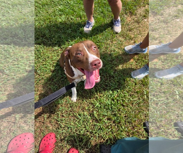 Medium Photo #1 Mutt Puppy For Sale in Woodbury, NY, USA