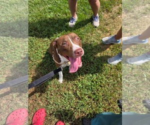 Mutt Dogs for adoption in Woodbury, NY, USA