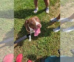 BAILEY - Male Mutt Dog for Adoption - Small photo