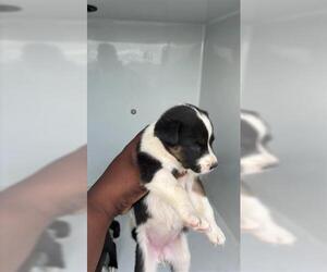 Labsky Dogs for adoption in Houston, TX, USA