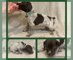 German Shorthaired Pointer Puppy for sale in APPLETON, WI, USA