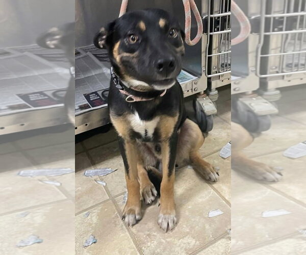 Medium Photo #2 German Shepherd Dog-Unknown Mix Puppy For Sale in Frenchburg, KY, USA