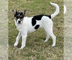 Small #3 Jack Russell Terrier Mix