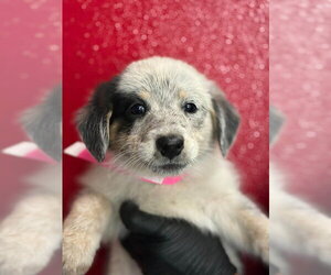 Mutt Dogs for adoption in Visalia, CA, USA