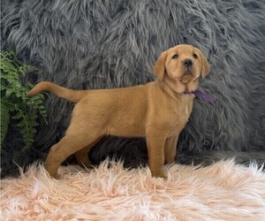 Labrador Retriever Puppy for sale in WILLARD, WI, USA