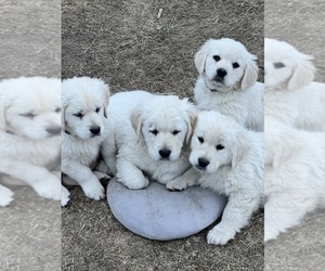 English Cream Golden Retriever Puppy for Sale in CHARITON, Iowa USA