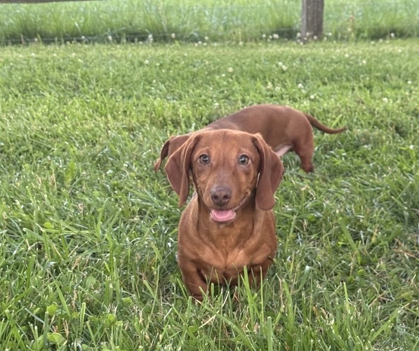 Medium Photo #1 Dachshund Puppy For Sale in CANOGA, NY, USA