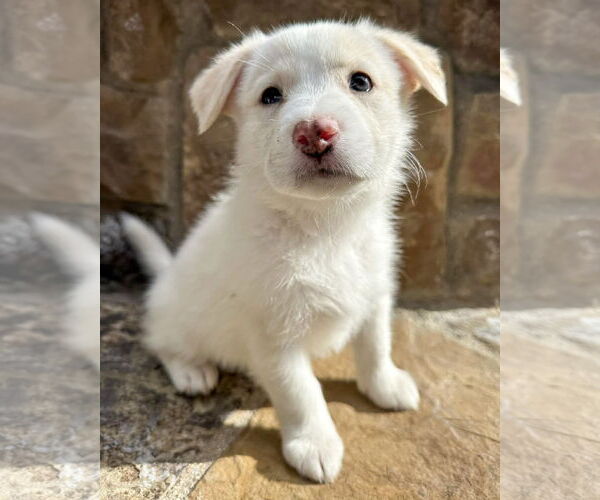 Medium Photo #1 American Pit Bull Terrier-Siberian Husky Mix Puppy For Sale in Corona, CA, USA