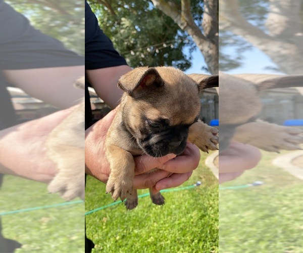 Medium Photo #5 French Bulldog Puppy For Sale in ATWATER, CA, USA