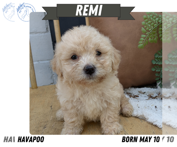 Medium Photo #13 Poovanese Puppy For Sale in GOSHEN, IN, USA