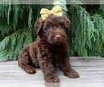 Small #4 Labradoodle