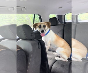 Angel - Female Anatolian Shepherd-Unknown Mix Dog for Adoption - Photo #2