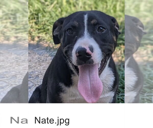 Medium Photo #2 Mutt Puppy For Sale in Pottstown, PA, USA