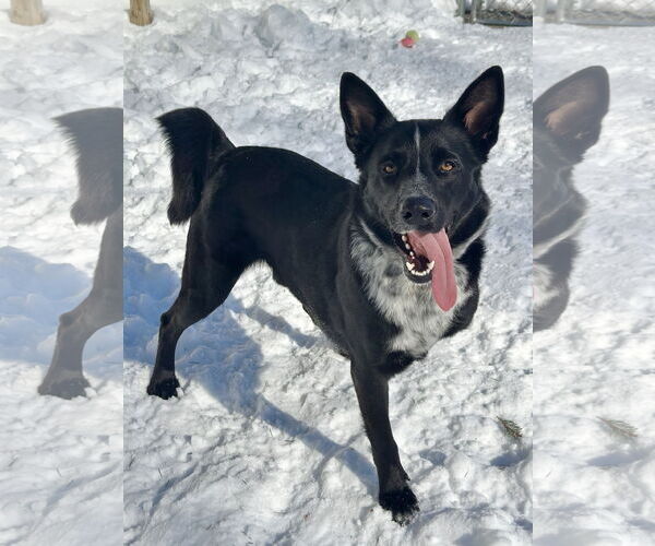 Medium Photo #6 German Shepherd Dog-Unknown Mix Puppy For Sale in Rockaway, NJ, USA