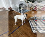 Small #7 Dogo Argentino-Labrador Retriever Mix