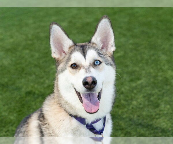 Medium Photo #1 Siberian Husky-Unknown Mix Puppy For Sale in Martinez, CA, USA