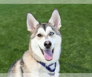 Siberian Husky-Unknown Mix Dogs for adoption in Martinez, CA, USA