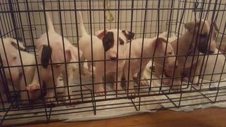 Bull Terrier Puppy for sale in AUSTELL, GA, USA