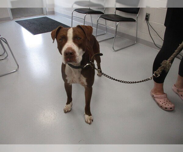 Medium Photo #1 American Staffordshire Terrier Puppy For Sale in Ocala, FL, USA