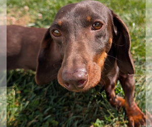 Dachshund Dogs for adoption in Shelbyville, TN, USA