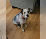 Small #6 Mutt