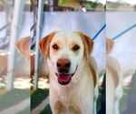 Small Photo #1 Chesador Puppy For Sale in Apple Valley, CA, USA