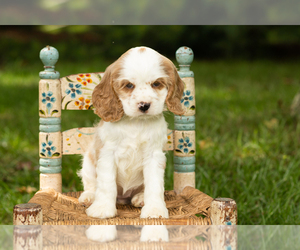 Medium Cocker Spaniel
