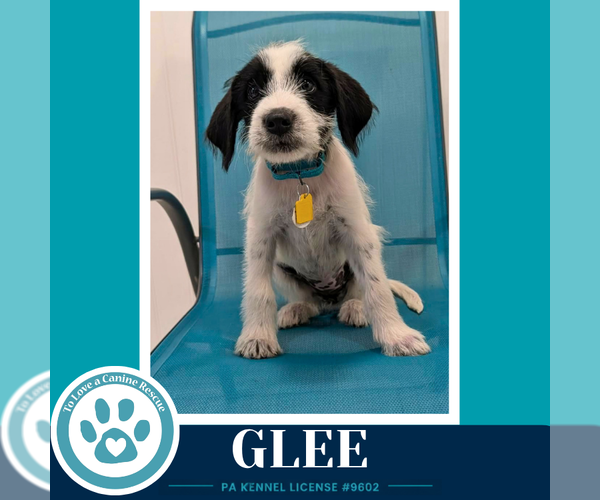 Medium Photo #1 Labrenees Puppy For Sale in Kimberton, PA, USA