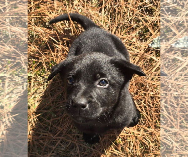 Medium Photo #4 Labrador Retriever-Unknown Mix Puppy For Sale in Alexander, AR, USA