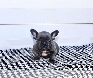 French Bulldog Puppy for sale in MABLETON, GA, USA