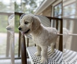 Small Photo #8 Goldendoodle Puppy For Sale in YOUNGSVILLE, NC, USA