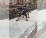 Small Photo #1 Miniature Pinscher Puppy For Sale in CANOGA, NY, USA
