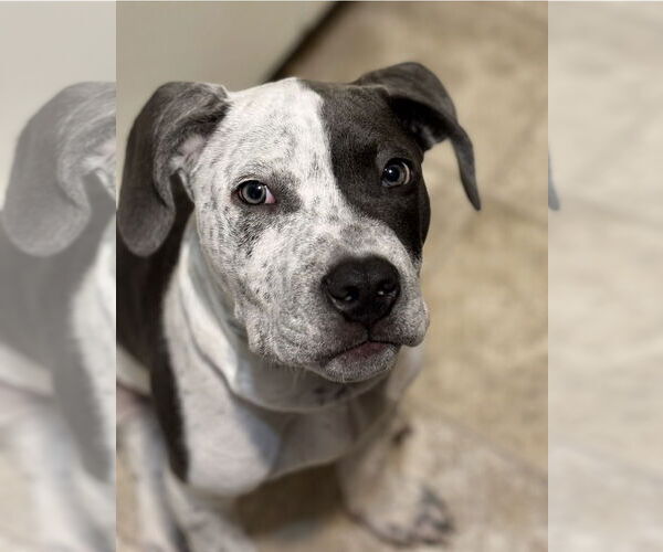 Medium Photo #1 Mutt Puppy For Sale in Westminster, MD, USA