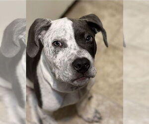 Mutt Dogs for adoption in Westminster, MD, USA