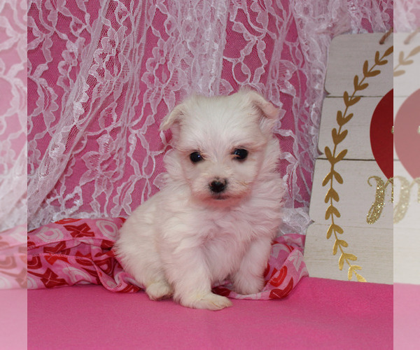 Medium Photo #11 Maltese Puppy For Sale in CHANUTE, KS, USA