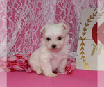 Small Photo #11 Maltese Puppy For Sale in CHANUTE, KS, USA