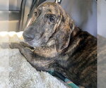 Small #2 Basset Hound-Plott Hound Mix