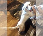 Small #2 Australian Shepherd Mix
