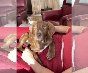 Labrador Retriever Dogs for adoption in Mobile, AL, USA