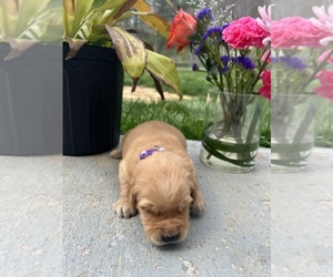 Golden Retriever Puppy for sale in NEOLA, WV, USA