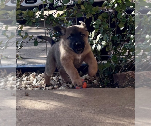 Medium Photo #2 Australian Shepherd-Belgian Malinois Mix Puppy For Sale in CROWLEY, TX, USA