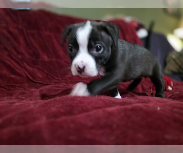 Medium Photo #8 Boxer-Unknown Mix Puppy For Sale in McKinney, TX, USA