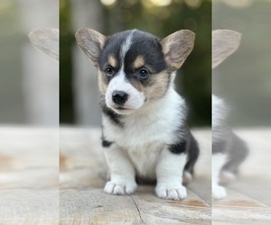 Pembroke Welsh Corgi Puppy for sale in ROLLA, MO, USA